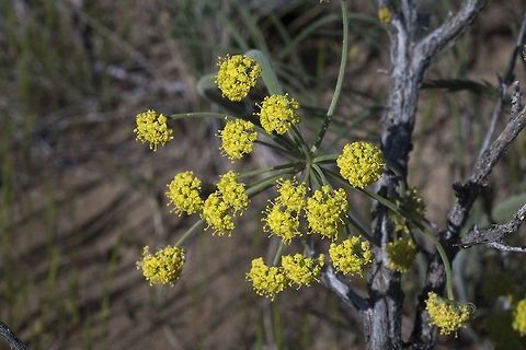 Great Basin desert parsley this one has thin  wire like leaves (confirmed in another less than optimally focus photo) Geotagged,Great Basin Desert Parsley,Lomatium simplex var. simplex,Spring,United States