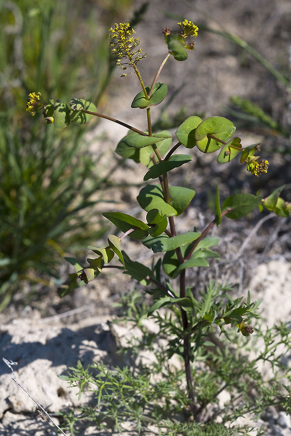 Clasping Pepper Weed Indeed this is an escapee from landscaping. It is native to Europe and Asia. Geotagged,Lepidium perfoliatum,Spring,United States