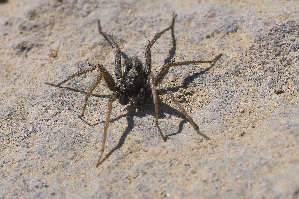 Wolf Spider - male will work on ID, I think this may be a different species from my last wolfie - at least there are different markings Geotagged,Spring,United States
