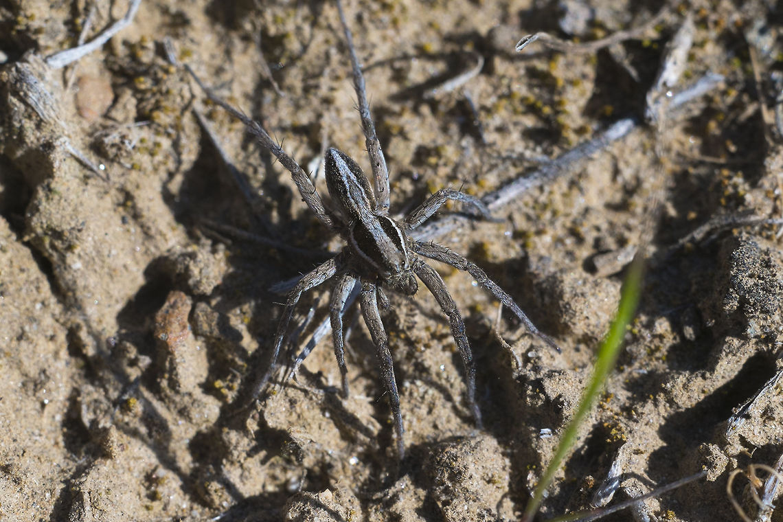 Wolf Spider - female or immature looks to be the same species as the fellow Geotagged,Spring,United States