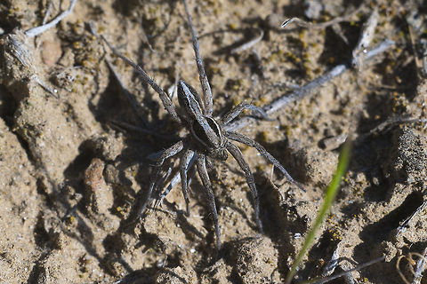Wolf Spider - female or immature looks to be the same species as the fellow Geotagged,Spring,United States