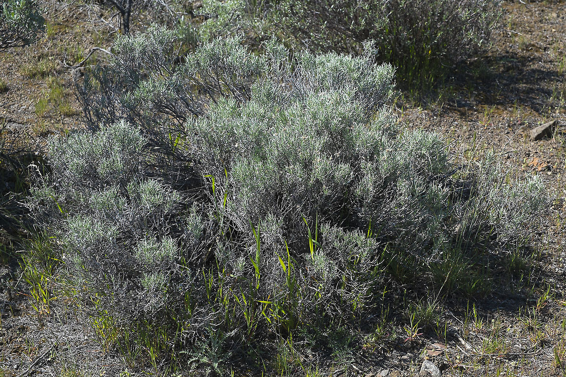 Artemisia arbuscula var. thermopola This variation grows amongst big sagebrush, but usually just above rocky outcrops that cause the soil to be shallow. It&#039;s found in areas where the rocks are igneous in origin, so right here along the basalt cliffs lining the Columbia river is a perfect place for it. The leaves of this variety are thinner than the other two in this same species. Artemisia arbuscula,Geotagged,Spring,United States