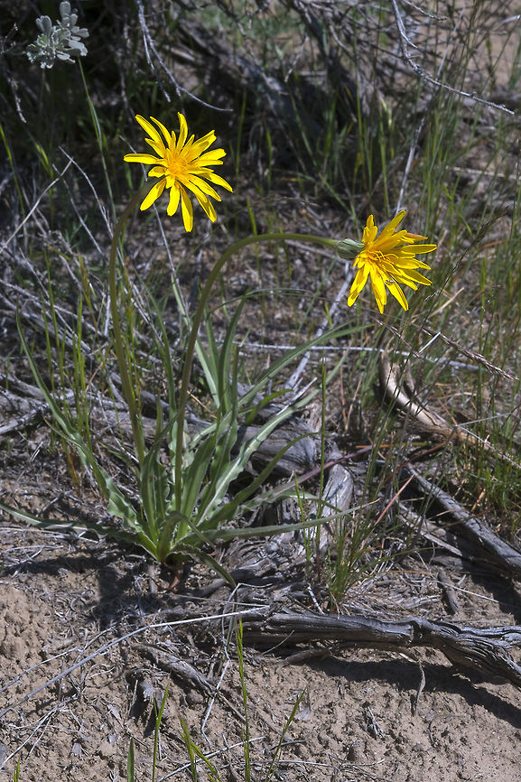 Sagebrush False Dandelion aw it&#039;s just a dandelion&hellip; but no! It&#039;s actually a Washington wildflower masquerading as one :p Geotagged,Nothocalais troximoides,Spring,United States