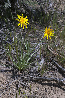 Sagebrush false dandelion