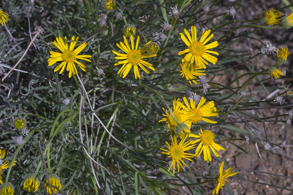 Desert Yellow Daisy  Erigeron linearis,Geotagged,Spring,United States
