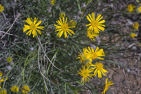Desert Yellow Daisy  Erigeron linearis,Geotagged,Spring,United States