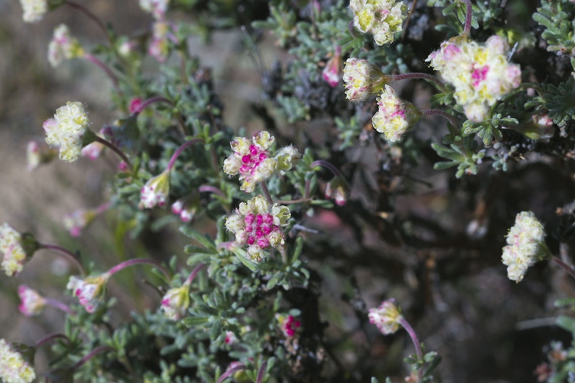 Thyme Leaf Wild Buckwheat  Eriogonum thymoides,Geotagged,Lepidium perfoliatum,Spring,United States