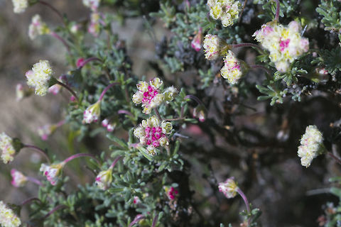 Thyme Leaf Wild Buckwheat  Eriogonum thymoides,Geotagged,Lepidium perfoliatum,Spring,United States
