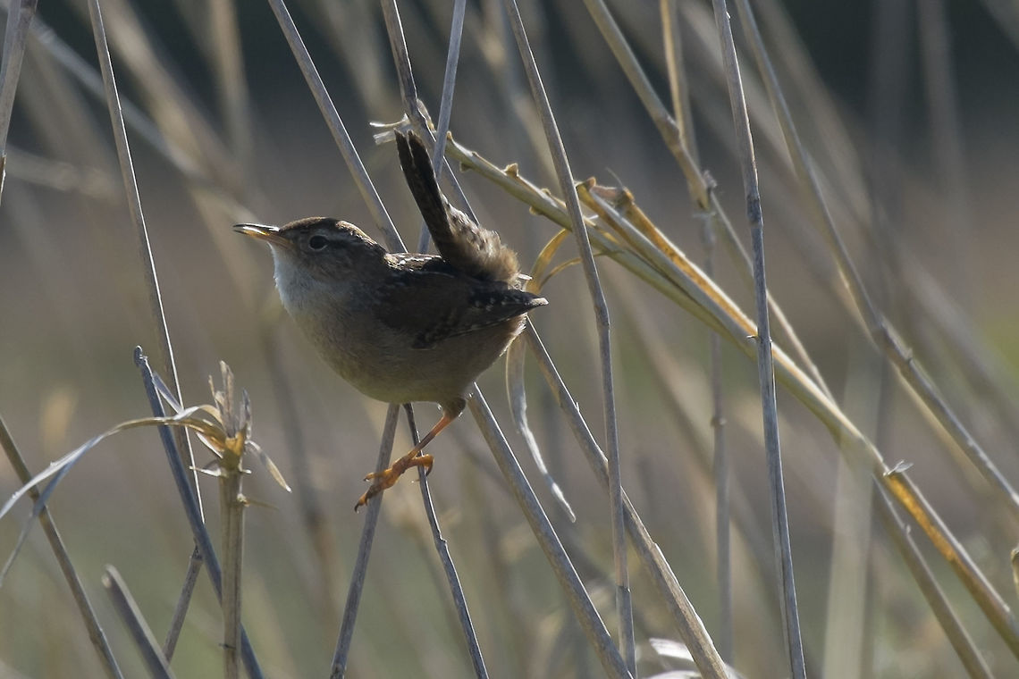 Marsh Wren this little guy was singing his head off - probably looking for a nice lady wren Cistothorus palustris,Geotagged,Marsh wren,Spring,United States