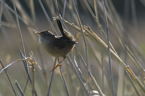Marsh wren