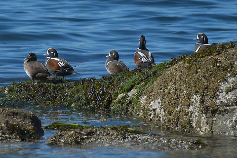 Harlequin Ducks A small group of males and females were hanging out on a little rock just off of the shore. Geotagged,Harlequin duck,Histrionicus histrionicus,Spring,United States