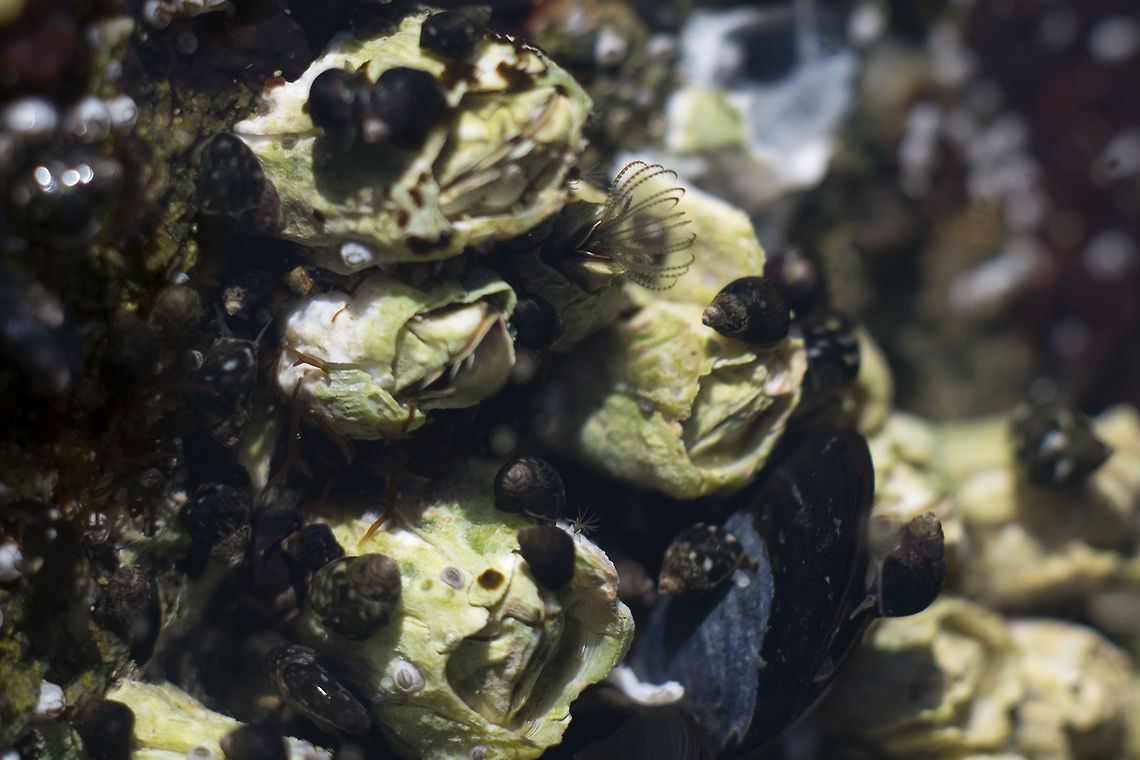 Feeding barnacle I found a tiny, very clear tide pool with some feeding barnacles in it. It took a bit of timing and a fair number of exposures, but I managed to catch this one with it&#039;s cirri extended. Balanus glandula,Geotagged,Puget Sound,Spring,Teddy Bear Cove,United States,Washington state,barnacle,cirri,tidal zone,tide pool