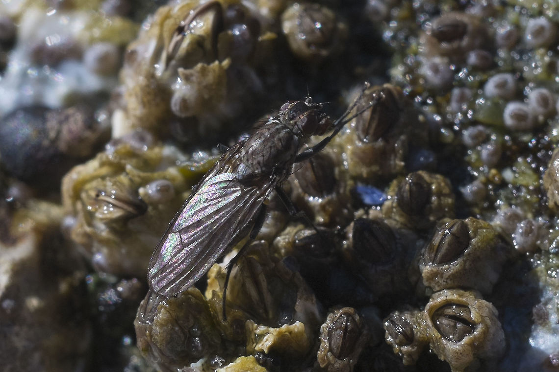 Kelp Fly I&#039;ve got a request in at Bug Guide to see if I can get an ID. Geotagged,Spring,United States