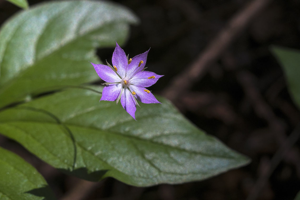 Pacific Starflower Trientalis borealis ssp. latifolia (pink flowers) Geotagged,Lysimachia latifolia,Spring,Trientalis borealis,Trientalis latifolia,United States