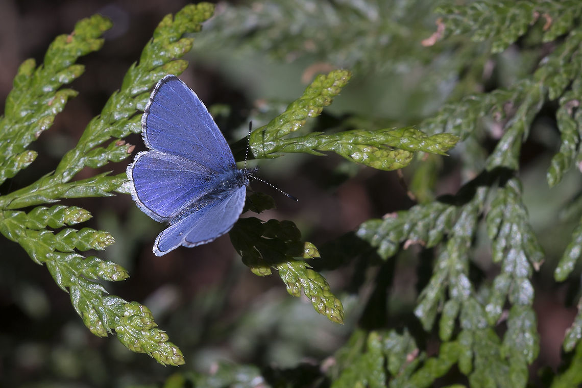 Spring Azure Butteryfly  Celastrina ladon,Geotagged,Spring,Spring Azure,United States