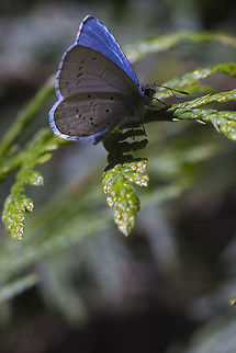Spring Azure - underside of wings  Celastrina ladon,Geotagged,Spring,Spring Azure,United States