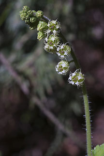 Fringe Cup  Geotagged,Spring,Tellima,Tellima grandiflora,United States