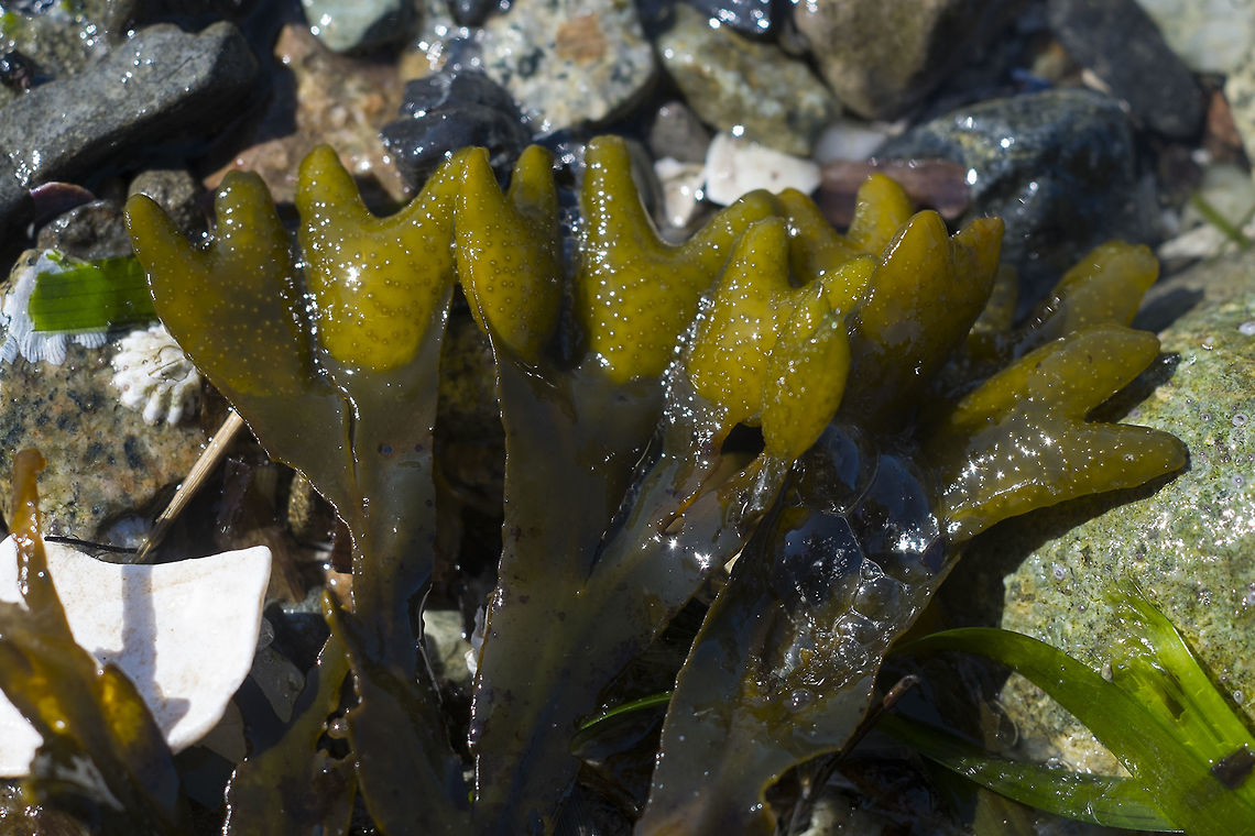 Rockweed  Fucus gardneri,Geotagged,Spring,United States