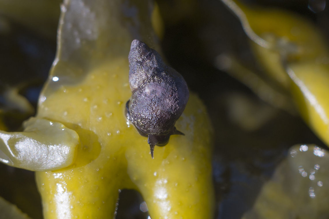 Tiny purple sea snail Sometimes I think the most abundant things may get ignored&hellip; these little purple/blackish guys were everywhere, tons of them, but I&#039;m having a bit of trouble finding a good id for them<br />
<br />
Success&hellip; found a comparison that listed the stripe in the eye stalk as an indicator for Littorina plena Geotagged,Littorina plena,Puget Sound,Spring,United States,beach,littorina,periwinkle,purple,sea snail,seaweed,snail,tidal zone,winkle