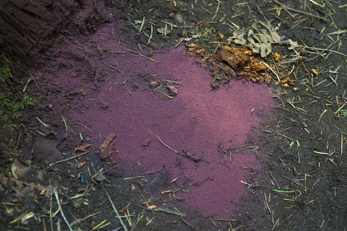 Springtail colony While I was hiking I across this springtail colony (this pile is probably 100&#039;s of thousand of individuals if not more) spilled out of an old rotten log onto the trail. I was changing my lens to take a picture when a couple with a young teenager came down. I stopped the mom from stepping on them and they asked what they were - it was kind of fun to play amateur naturalist and explain what they were and why they were there. The mom and teen had a closer look to see them hopping around and mom even took some cell phone photos. Having seen them almost stomped, I found a small piece of wood and leaned it over the colony hoping that it would prompt people to step around. Unfortunately this is a well travelled trail. By the time I&#039;d gone up to the lake and come back, someone had just as carefully removed the piece of wood and tossed it off of the other side of the trail and the poor colony had been pretty thoroughly trampled. I put the wood back and scribed a line in the dirt this time to try to protect the ones that were left, but sadly I don&#039;t think people are very observant and likely most never even noticed what they were stepping on.<br />
<br />
Here&#039;s what the individual insects look like - they are very, very tiny<br />
<figure class="photo"><a href="https://www.jungledragon.com/image/26512/springtails_and_black_slime_mold.html" title="Springtails and black slime mold"><img src="https://s3.amazonaws.com/media.jungledragon.com/images/1590/26512_thumb.jpg?AWSAccessKeyId=05GMT0V3GWVNE7GGM1R2&Expires=1767225610&Signature=dbXI6t4GvibG8wh29vbURL%2BaxTA%3D" width="200" height="134" alt="Springtails and black slime mold possibly Comatricha nigra  Geotagged,Hypogastrura nivicola,Snow flea,United States,Winter" /></a></figure> Geotagged,Hypogastrura nivicola,Snow flea,Spring,United States