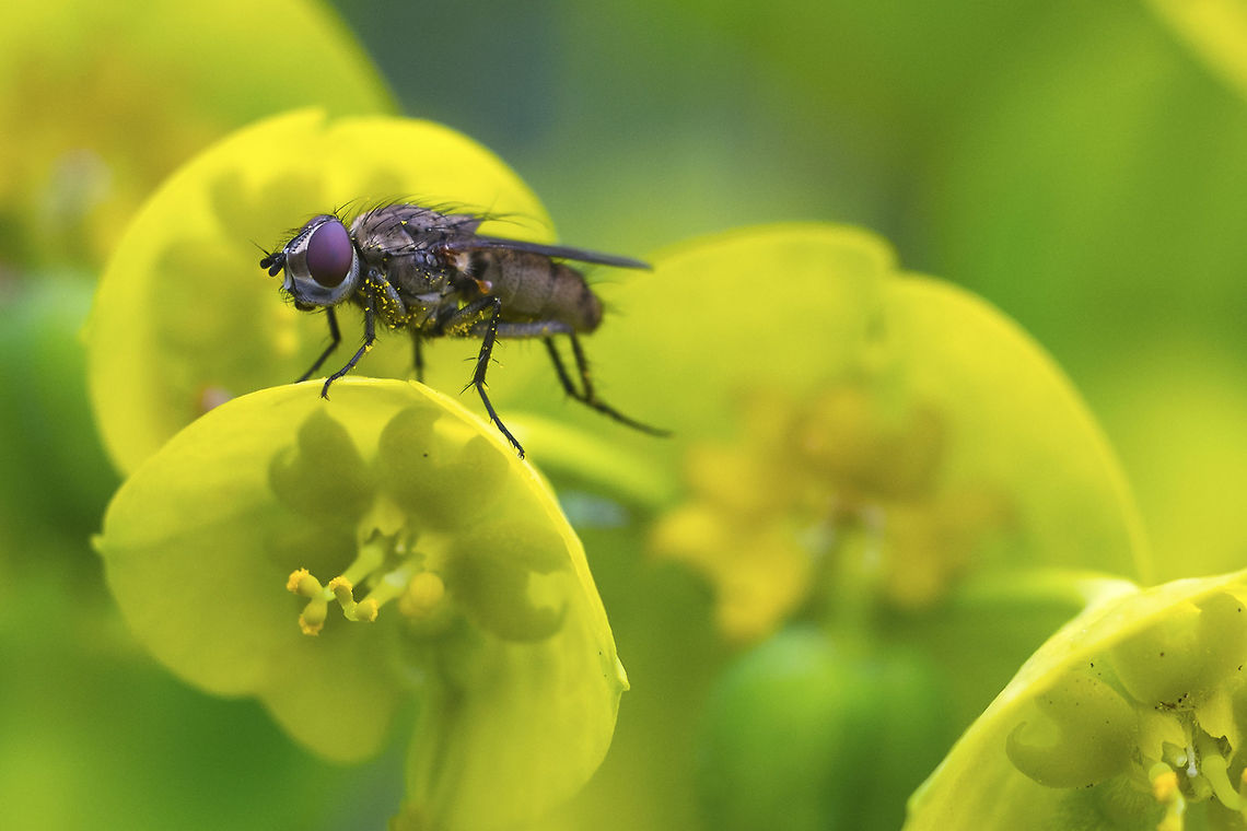 Cluster Fly - likely Pollenia sp. I get the feeling I won't be able to get much further than this&hellip;. further identification would require close examination of the underside of the wings.. Geotagged,Spring,United States,cluster fly,fly,insect,pollenia
