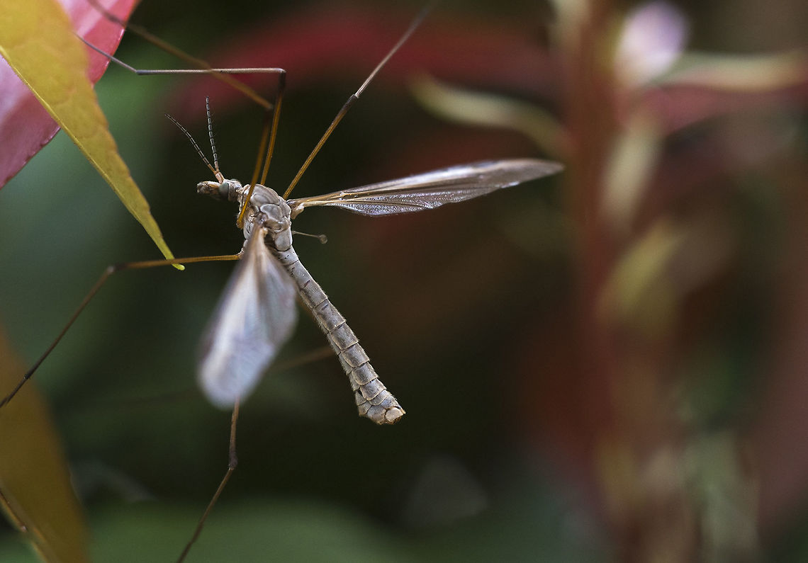 European Cranefly more foreign invaders :p<br />
<br />
The cranefly known as the European cranefly in the Pacific Northwest, Tipula paludosa Meigan, is an introduced exotic pest first found in the region in 1965 in British Columbia, Canada.  Since then, it has gradually spread into Washington State and parts of Western Oregon and has become the most serious economic pest of lawns, pastures and hayfields in the northwest.<br />
<br />
This was my first bit of messing around with image stacking. When I came back I found I had several in pretty much the same position and more importantly in the exact same magnification. one focused better on the face, but missed the back, the other got the tail and back better. I figured nothing ventured nothing gained - together they are awesome and putting them together in Photoshop was a snap. Love those mathematicians and their algorithms. Now, this won&#039;t work if your subject moves around or if you move significantly, but it can be done hand held with a bit of care and luck. Geotagged,Invasive species,Seattle,Spring,Tipula paludosa,United States,Washington state,cranefly,fly,invasive species,tipula paludosa