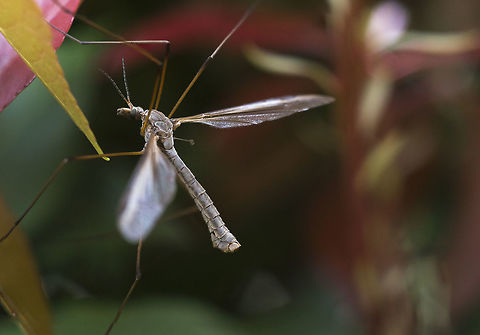 European Cranefly more foreign invaders :p

The cranefly known as the European cranefly in the Pacific Northwest, Tipula paludosa Meigan, is an introduced exotic pest first found in the region in 1965 in British Columbia, Canada.  Since then, it has gradually spread into Washington State and parts of Western Oregon and has become the most serious economic pest of lawns, pastures and hayfields in the northwest.

This was my first bit of messing around with image stacking. When I came back I found I had several in pretty much the same position and more importantly in the exact same magnification. one focused better on the face, but missed the back, the other got the tail and back better. I figured nothing ventured nothing gained - together they are awesome and putting them together in Photoshop was a snap. Love those mathematicians and their algorithms. Now, this won't work if your subject moves around or if you move significantly, but it can be done hand held with a bit of care and luck. Geotagged,Invasive species,Seattle,Spring,Tipula paludosa,United States,Washington state,cranefly,fly,invasive species,tipula paludosa
