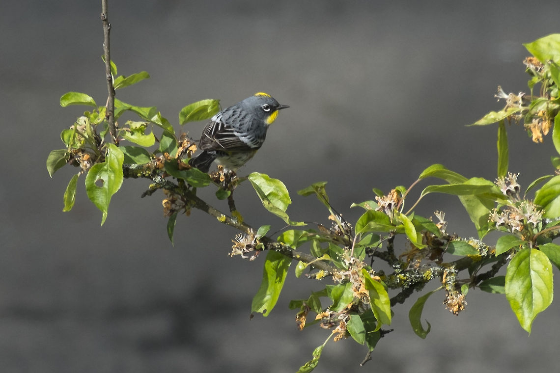Yellow Rumped Warbler - Audubon's, male I&#039;ve never seen these guys around here before, but today at least, we seem to have a whole flock. Geotagged,Setophaga coronata,Spring,United States,Yellow-rumped warbler