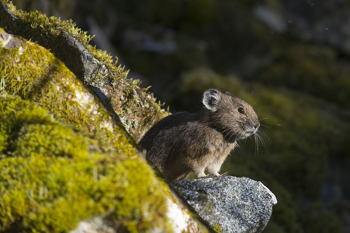 American Pika These are ridiculously cute&hellip; they look like something in between a mouse and a bunny and sound like a squeaky toy. They are also in danger because of climate change -  even short exposures to temperatures over 78F can kill them. They can hide in the talus during brief hot spells, but they don&#039;t burrow and need to gather food for the winter (they don&#039;t hibernate), so as the temperature rises, so must the pika. They will migrate up the mountains if they can, but if they reach the top and it&#039;s still too warm, they&#039;ve no where else to go. Now this isn&#039;t exactly new, it has been happening gradually for around 12,000 years, so I don&#039;t think the pika will become extinct any time soon, but it&#039;s habitat loss has been picking up a lot of speed in the most recent 100 of those years and there is enough concern that the US is considering protecting them under the endangered species act. American pika,Geotagged,Ochotona princeps,Spring,United States