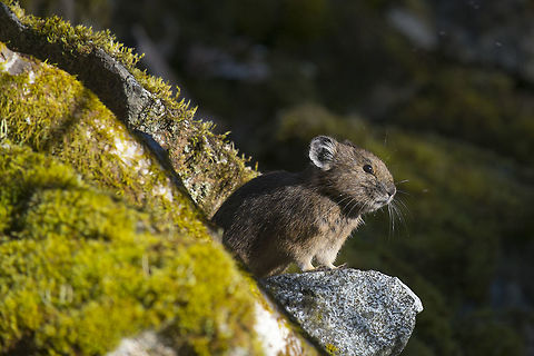 American Pika These are ridiculously cute&hellip; they look like something in between a mouse and a bunny and sound like a squeaky toy. They are also in danger because of climate change -  even short exposures to temperatures over 78F can kill them. They can hide in the talus during brief hot spells, but they don't burrow and need to gather food for the winter (they don't hibernate), so as the temperature rises, so must the pika. They will migrate up the mountains if they can, but if they reach the top and it's still too warm, they've no where else to go. Now this isn't exactly new, it has been happening gradually for around 12,000 years, so I don't think the pika will become extinct any time soon, but it's habitat loss has been picking up a lot of speed in the most recent 100 of those years and there is enough concern that the US is considering protecting them under the endangered species act. American pika,Geotagged,Ochotona princeps,Spring,United States