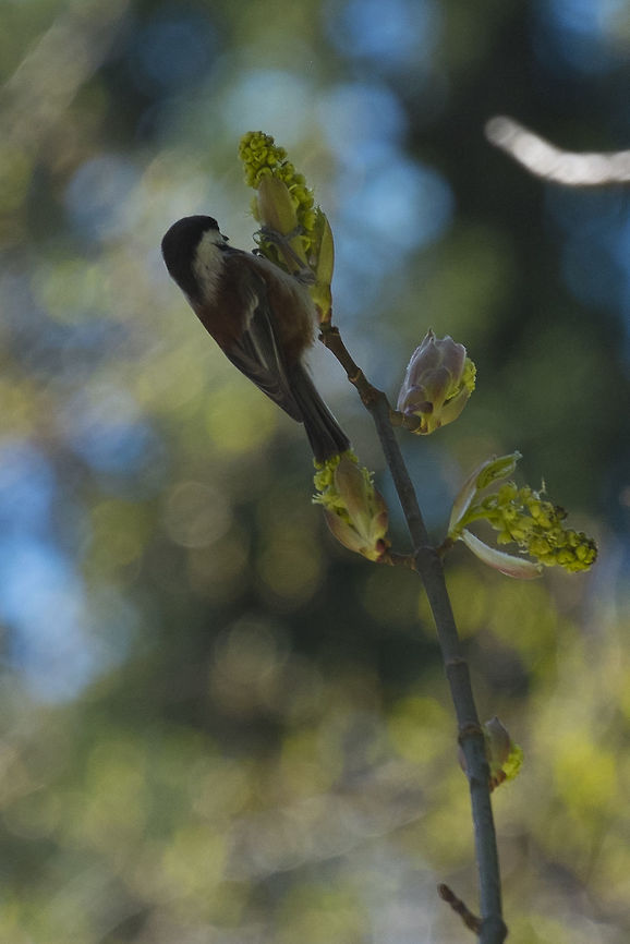 Chestnut backed Chickadee  Geotagged,Poecile rufescens,Spring,United States,chestnut-backed chickadee