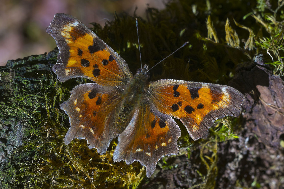 Green Comma - upper wings Underside<br />
<figure class="photo"><a href="https://www.jungledragon.com/image/28348/green_comma-_underside.html" title="Green Comma- underside"><img src="https://s3.amazonaws.com/media.jungledragon.com/images/1590/28348_thumb.jpg?AWSAccessKeyId=05GMT0V3GWVNE7GGM1R2&Expires=1767225610&Signature=EwN%2BQazSOV51W%2Fz2ZLCCltVVDvY%3D" width="102" height="152" alt="Green Comma- underside With his wings closed all of his bright colors go away and he got great camouflage. Geotagged,Green Comma,Polygonia faunus,Spring,United States" /></a></figure> Geotagged,Green Comma,Polygonia faunus,Spring,United States