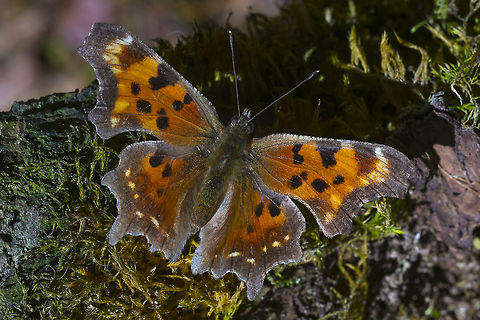 Green Comma - upper wings Underside
http://www.jungledragon.com/image/28348/green_comma-_underside.html Geotagged,Green Comma,Polygonia faunus,Spring,United States