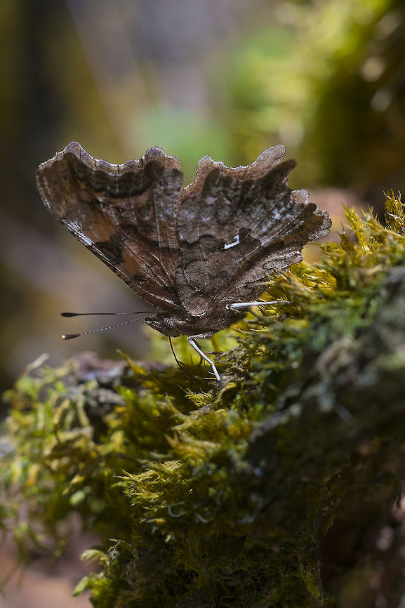 Green Comma- underside With his wings closed all of his bright colors go away and he got great camouflage. Geotagged,Green Comma,Polygonia faunus,Spring,United States