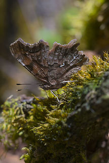 Green Comma- underside With his wings closed all of his bright colors go away and he got great camouflage. Geotagged,Green Comma,Polygonia faunus,Spring,United States