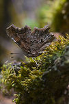 Green Comma- underside With his wings closed all of his bright colors go away and he got great camouflage. Geotagged,Green Comma,Polygonia faunus,Spring,United States