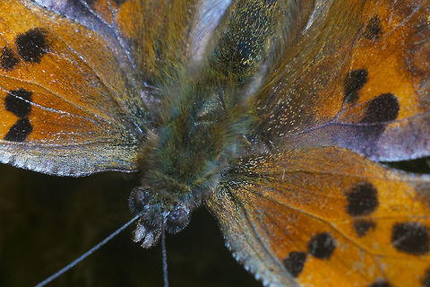 Green Comma - closer and closer this guy was pretty fascinating - and he stayed still for me :) Geotagged,Green Comma,Polygonia faunus,Spring,United States