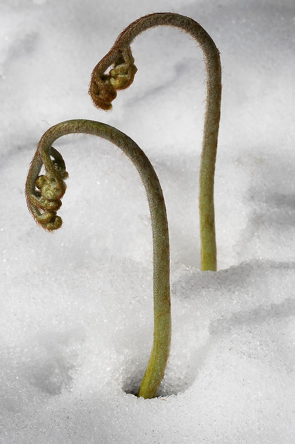 Bracken Fern Fiddleheads in the snow A late spring snowstorm took our spring plants a little by surprise. Geotagged,Pteridium aquilinum,Spring,United States