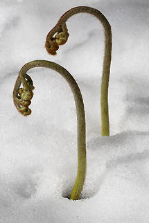 Bracken Fern Fiddleheads in the snow A late spring snowstorm took our spring plants a little by surprise. Geotagged,Pteridium aquilinum,Spring,United States