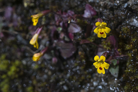 Chickweed Monkeyflower I was chasing around little butterflies (which I never did catch) when I stumbled upon these tiny yellow flowers. Erythranthe alsinoides,Geotagged,Mimulus alsinoides,Spring,United States,Wingstem monkeyflower