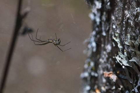 Sheet web spider - Neriene radiata request in for ID confirmation at bug guide - that was quick - ID confirmed :) Filmy dome spider,Geotagged,Neriene radiata,Spring,United States