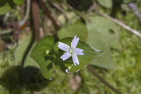Candy Flower  Claytonia sibirica,Geotagged,Spring,United States
