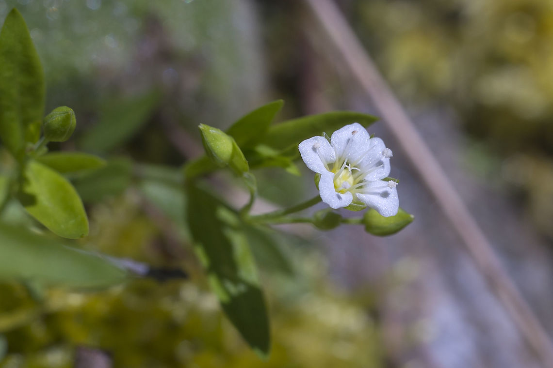 Large leaf sandwort  Geotagged,Moehringia macrophylla,Spring,United States