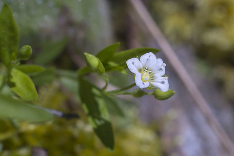 Moehringia macrophylla