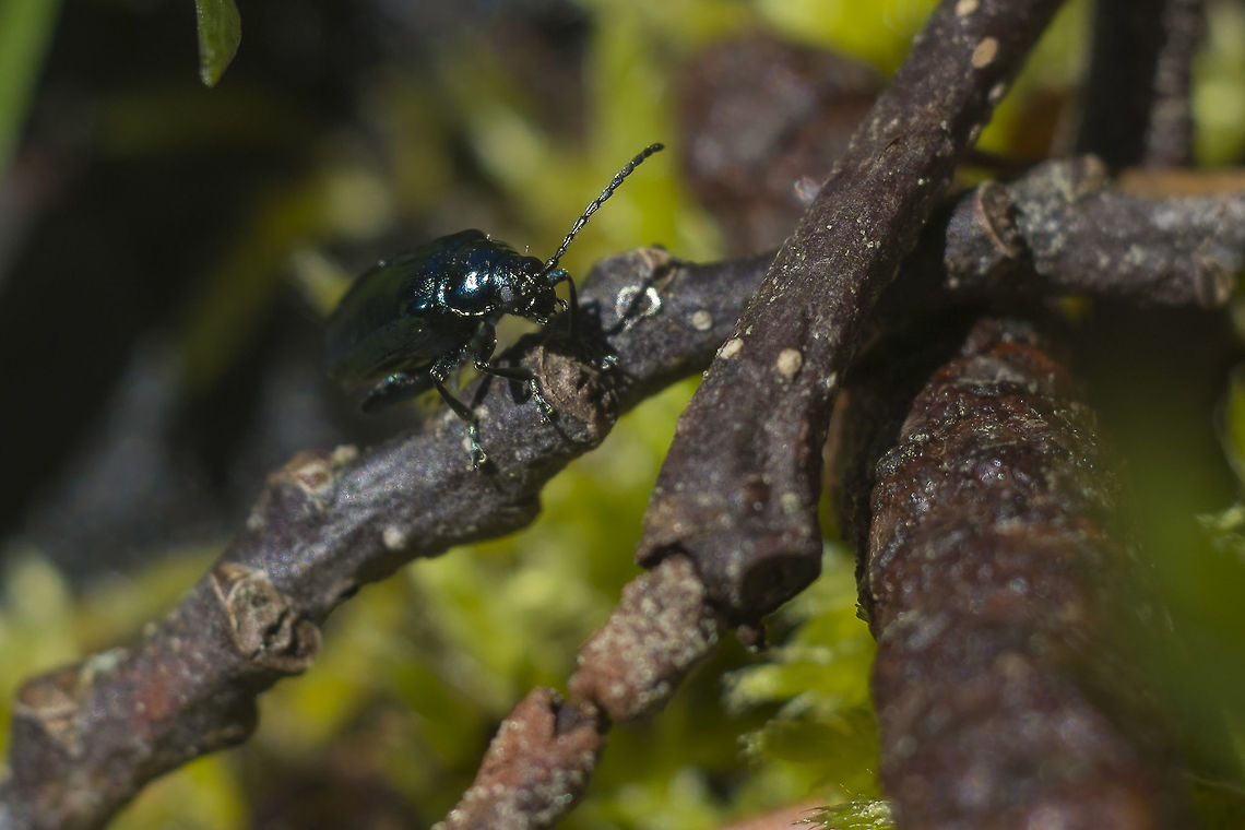 Flea Beetle probably Altica sp.  Geotagged,Spring,United States