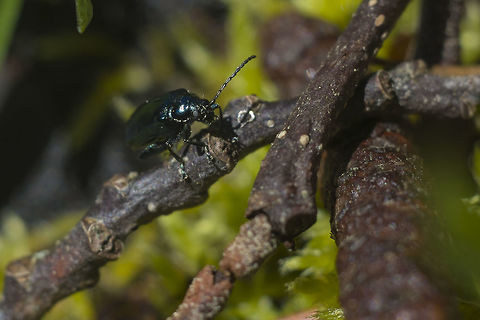 Flea Beetle probably Altica sp.  Geotagged,Spring,United States