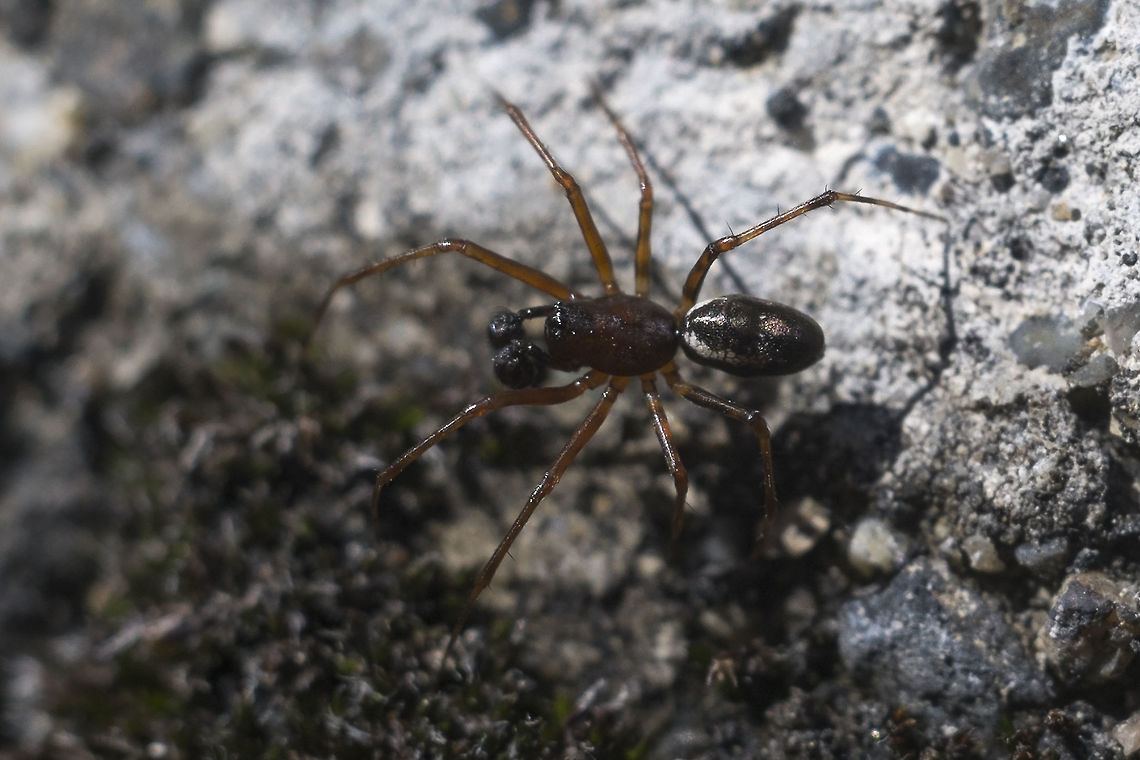 Sheetweb spider - male  Geotagged,Spring,United States