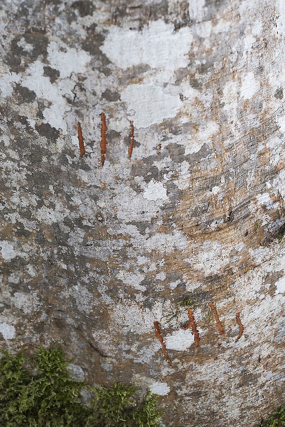 Fresh bear claw marks on Alder bark. These marks were pretty small, so I wouldn&#039;t be at all surprised if a cub climbed up this tree to eat alder buds. Geotagged,Spring,United States