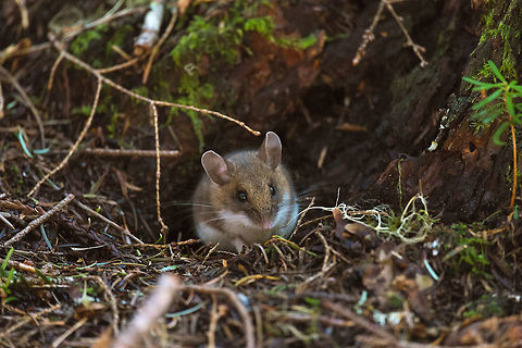 Deer Mouse It's cute mammal week in morpheme land :p This little guy was about as curious about me as I was about him (or her, I guess). He let me move really quite close. He'd pop down the hole, but pop right back out and sit there at the entrance looking at me. Geotagged,Peromyscus maniculatus,Spring,United States