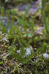 Club Moss  Geotagged,Lycopodium annotinum,Lycopodium clavatum,Spring,United States